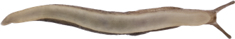 Deroceras reticulatumÅKERSNIGEL6,9 × 40,1 mm